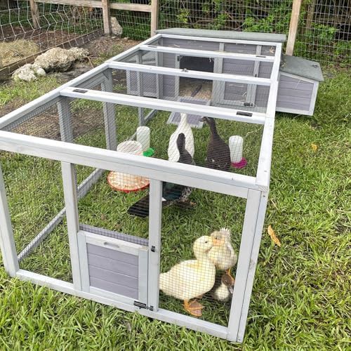 Asphalt roof duck and chicken coop with run