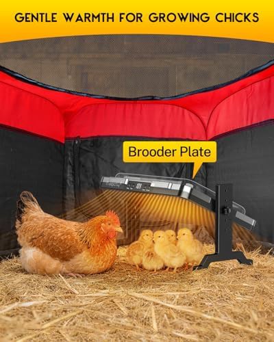 Waterproof chick brooder with heating plate — photo 3