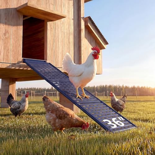 Thirty six inch metal poultry ramp